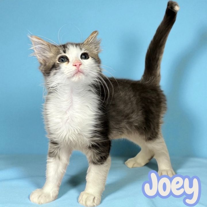 Joey 1