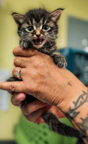 Bosco Stick, Baby Male Domestic Medium Hair
