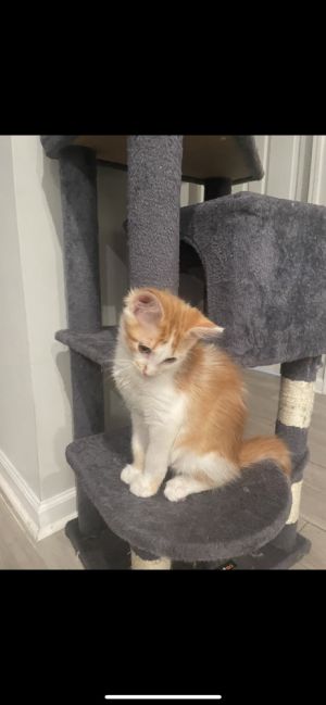 Rory, Baby Male Domestic Medium Hair