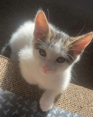 Rowdy, Baby Male Domestic Medium Hair