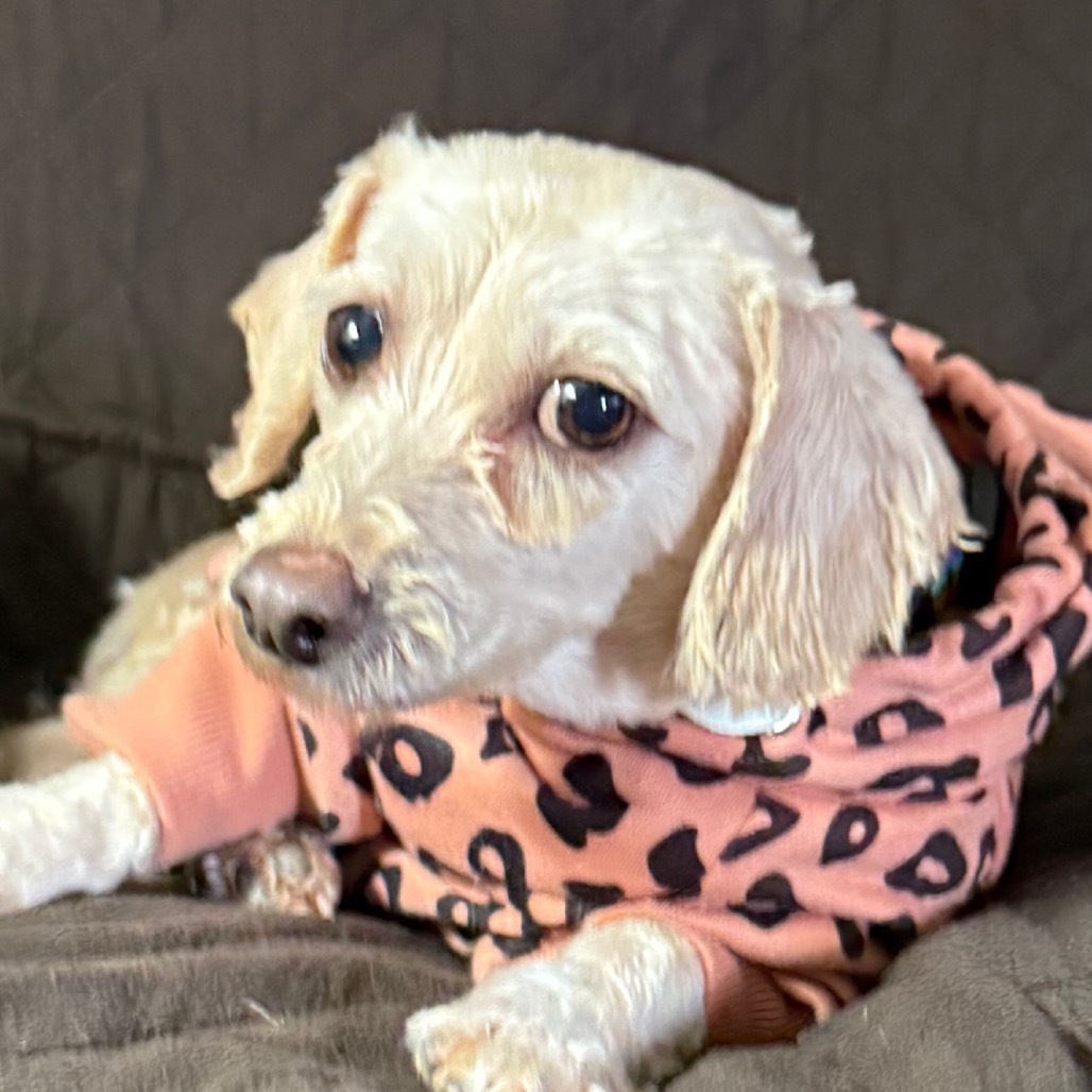 Milly, an adoptable Havanese in Sinking Spring, PA, 19608 | Photo Image 1