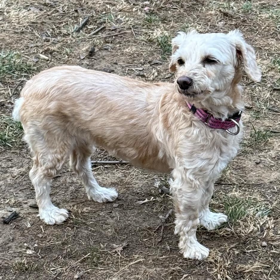 Milly, an adoptable Havanese in Sinking Spring, PA, 19608 | Photo Image 2