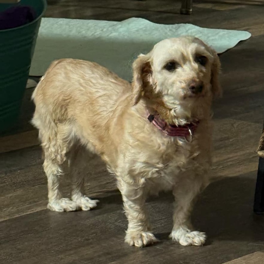 Milly, an adoptable Havanese in Sinking Spring, PA, 19608 | Photo Image 3