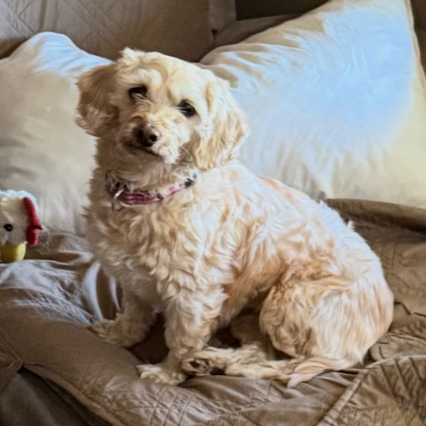 Milly, an adoptable Havanese in Sinking Spring, PA, 19608 | Photo Image 4