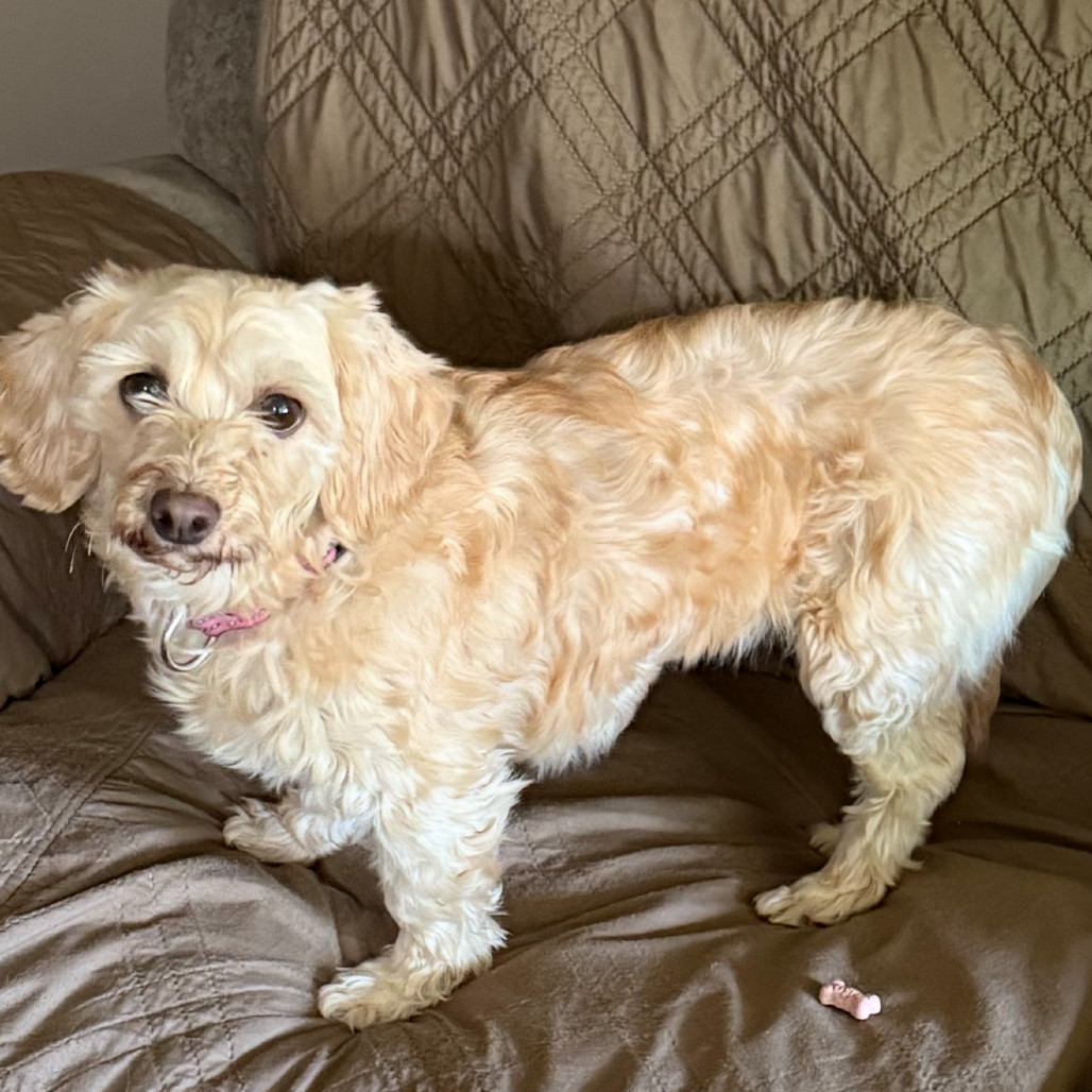 Milly, an adoptable Havanese in Sinking Spring, PA, 19608 | Photo Image 5