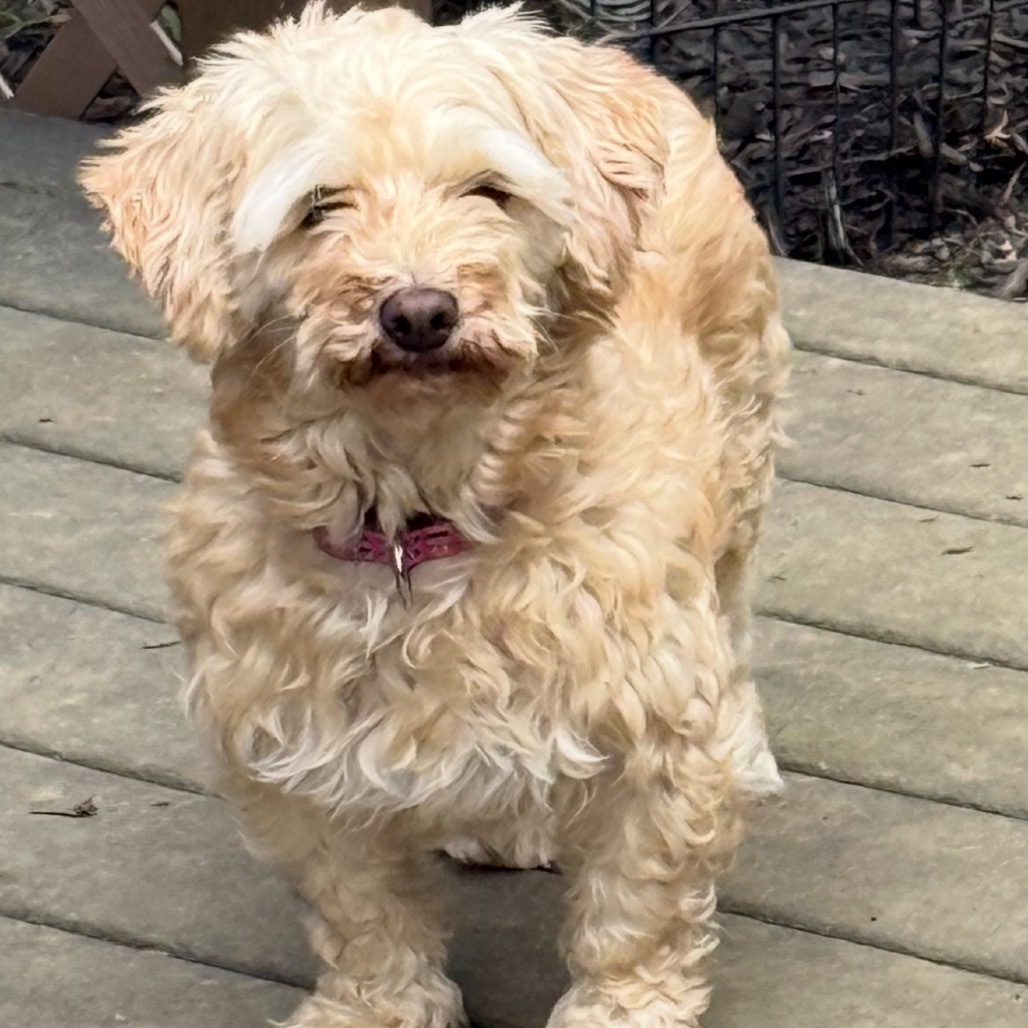 Milly, an adoptable Havanese in Sinking Spring, PA, 19608 | Photo Image 6