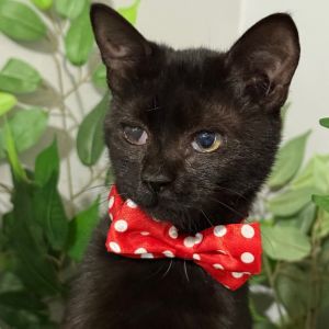 Mel, Young Female Domestic Short Hair