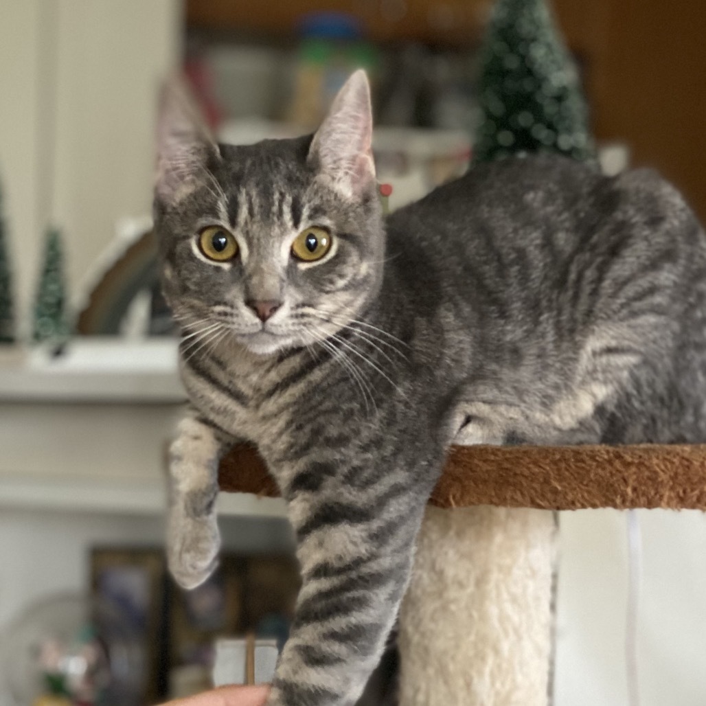 Lea, an adoptable Domestic Short Hair in Kilauea, HI, 96754 | Photo Image 1