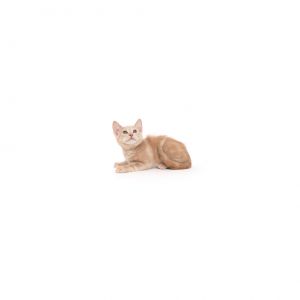 Lincoln is a young little boy who is ready for a family of their own All kittens have been spayedn