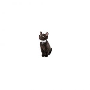 Onyx is a young little boy who is ready for a family of their own All kittens have been spayedneut
