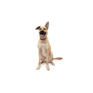 Meet Jax Hes a big fella who just wants to befriend everyone he meets Jax is always ready to join