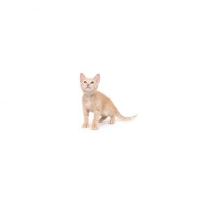 Levi is a young little boy who is ready for a family of their own All kittens have been spayedneut