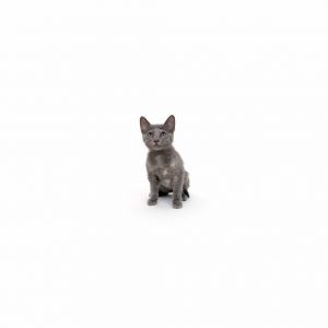 Lucy is a young little girl who is ready for a family of their own All kittens 