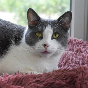 Milo