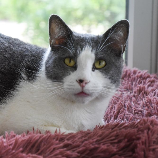 Milo