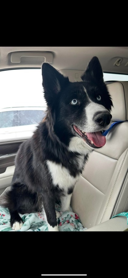 Balto 1