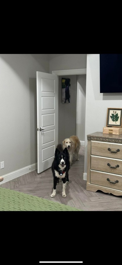 Balto 2