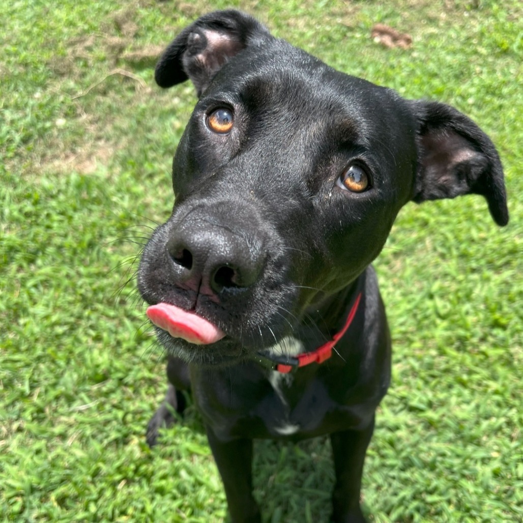 Nala