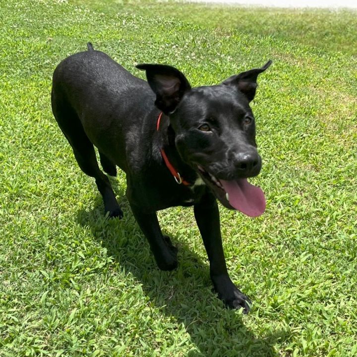 Nala 1