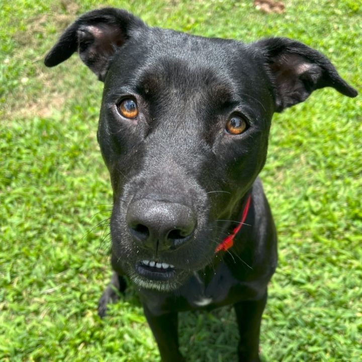 Nala 2