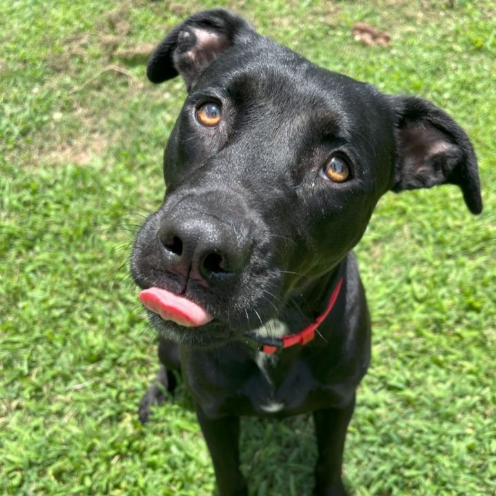 Nala 3