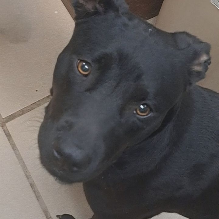Nala 4