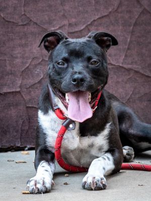 Branwen Mixed Breed Dog