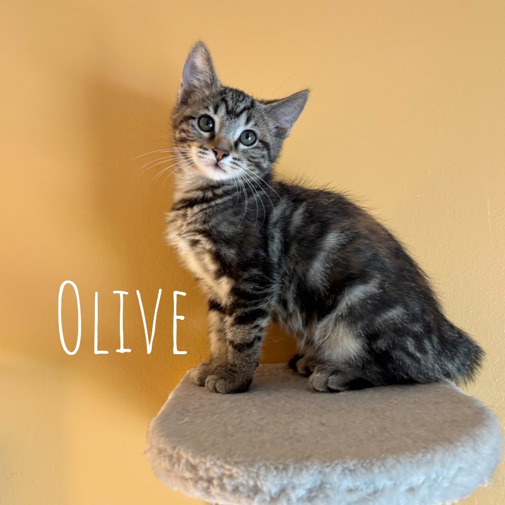 Olive