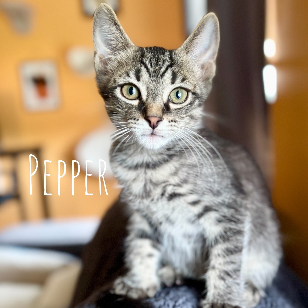 Pepper