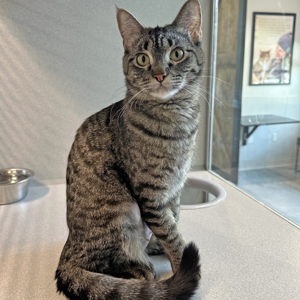 Ellie, an adoptable Domestic Short Hair in Hailey, ID, 83333 | Photo Image 1