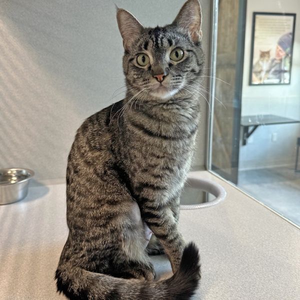 Pet Image