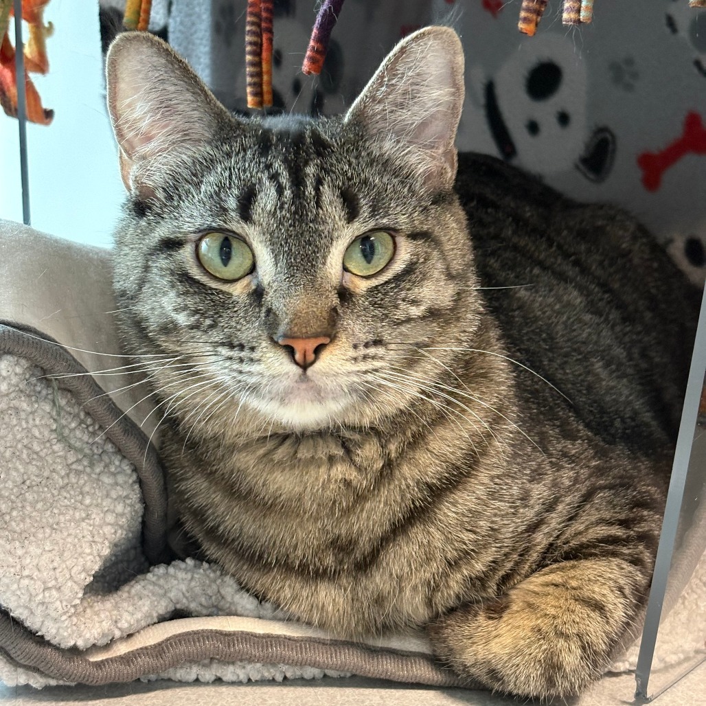 Ellie, an adoptable Domestic Short Hair in Hailey, ID, 83333 | Photo Image 2