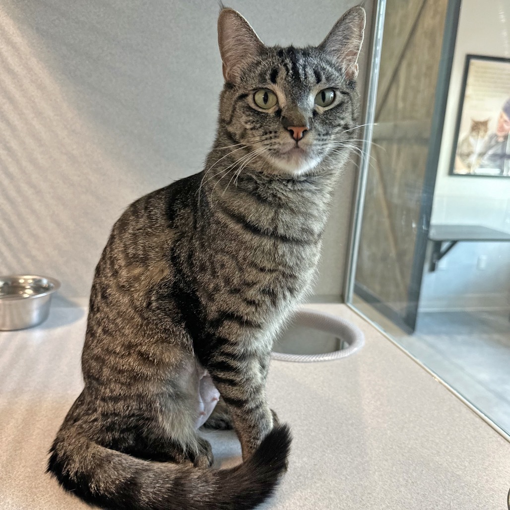 Ellie, an adoptable Domestic Short Hair in Hailey, ID, 83333 | Photo Image 3