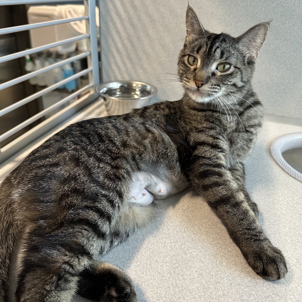 Ellie, an adoptable Domestic Short Hair in Hailey, ID, 83333 | Photo Image 4