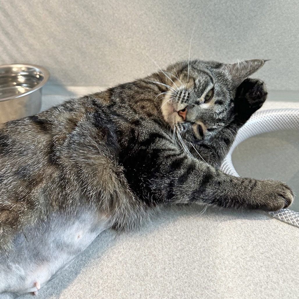 Ellie, an adoptable Domestic Short Hair in Hailey, ID, 83333 | Photo Image 5
