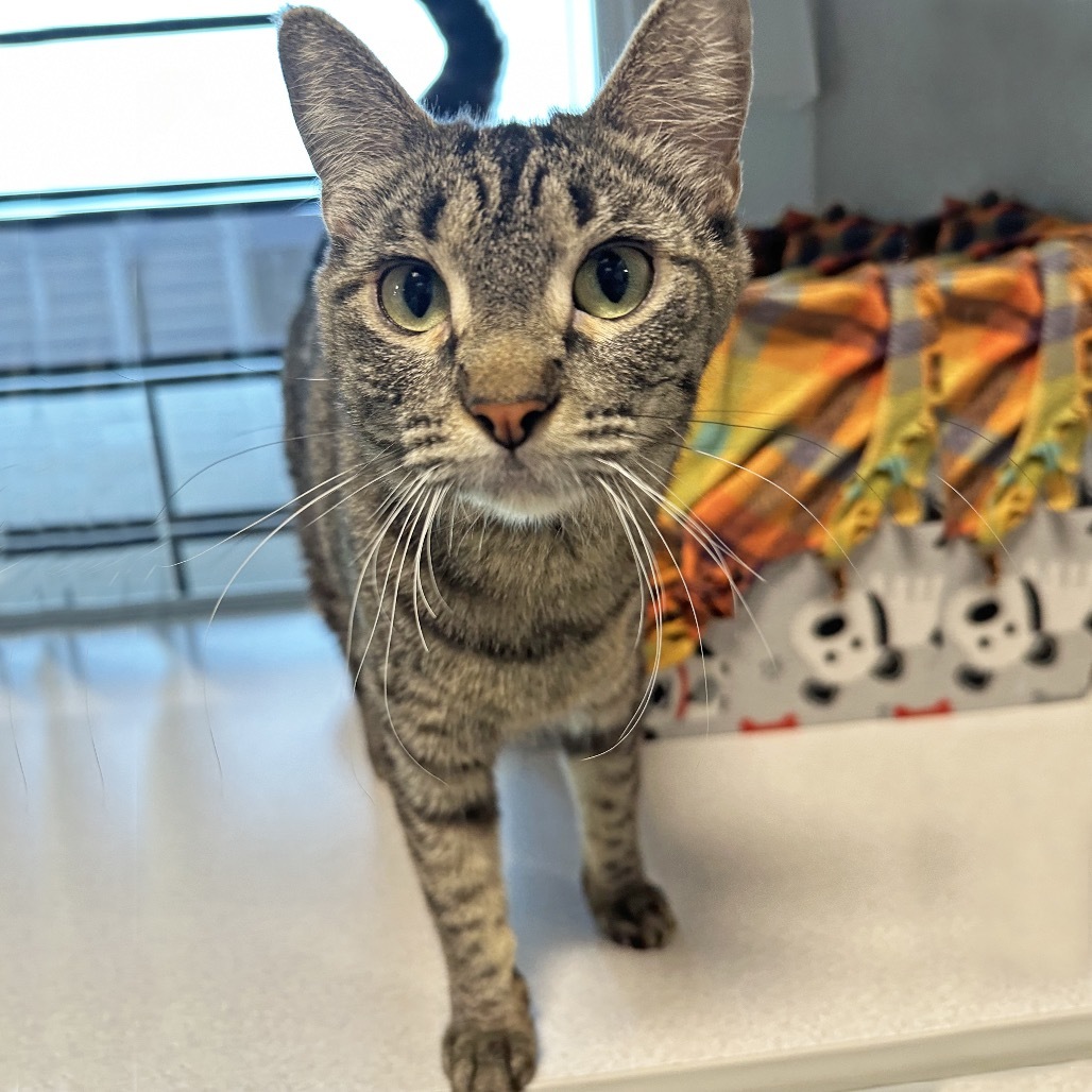 Ellie, an adoptable Domestic Short Hair in Hailey, ID, 83333 | Photo Image 6