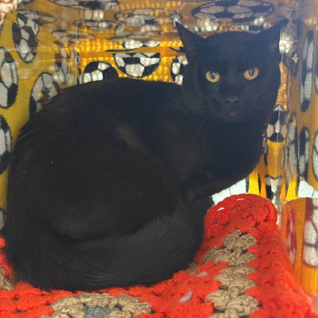 Elvis, an adoptable Domestic Short Hair in Hailey, ID, 83333 | Photo Image 1