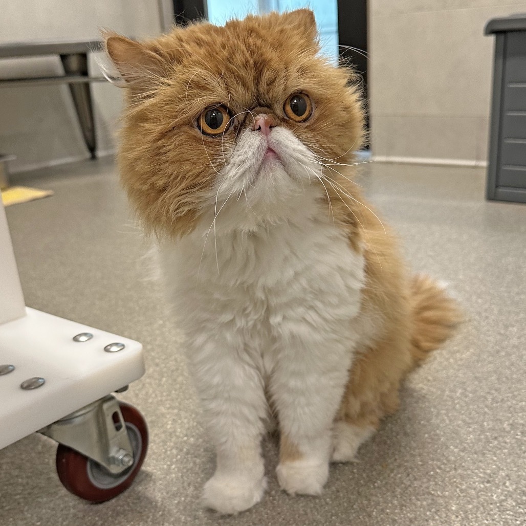 Roy, an adoptable Persian in Hailey, ID, 83333 | Photo Image 1