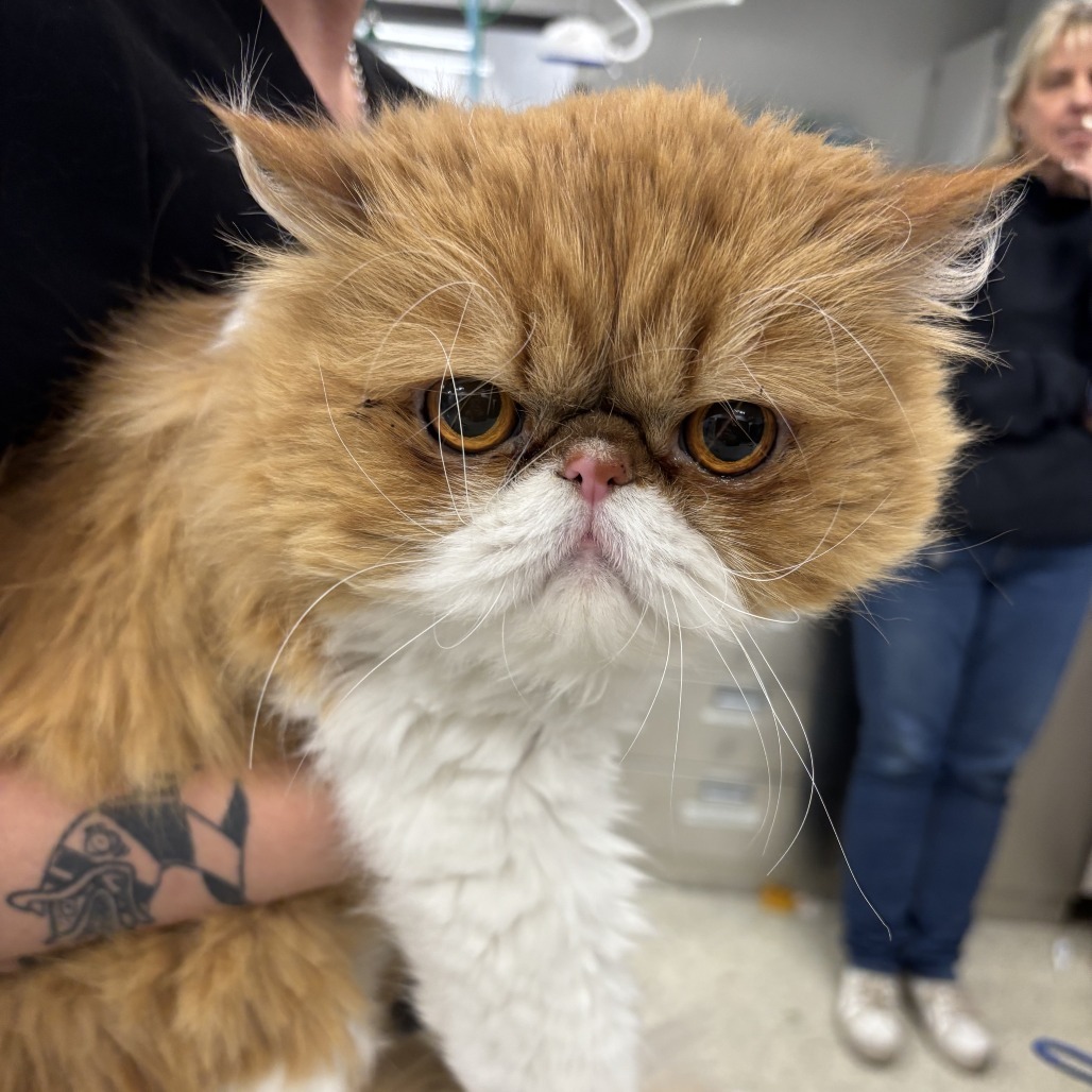Roy, an adoptable Persian in Hailey, ID, 83333 | Photo Image 2