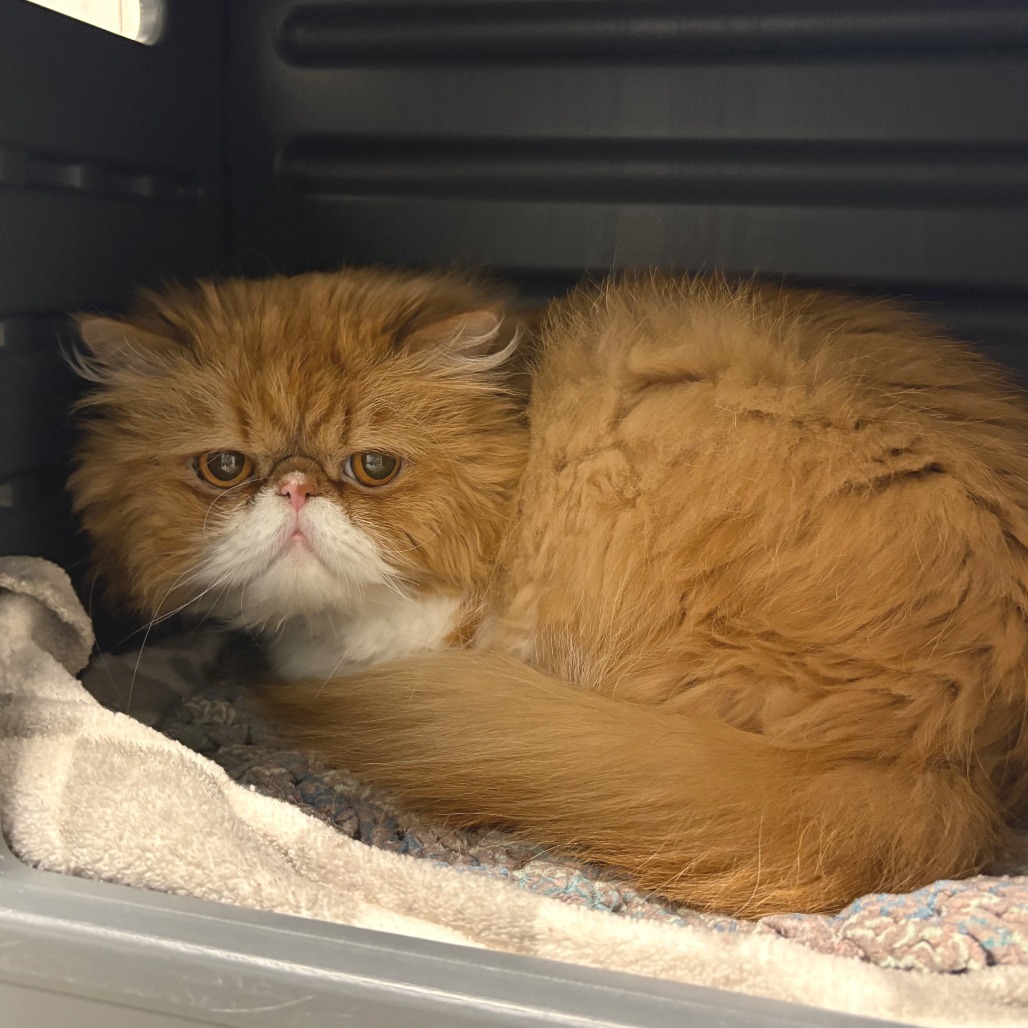 Roy, an adoptable Persian in Hailey, ID, 83333 | Photo Image 3