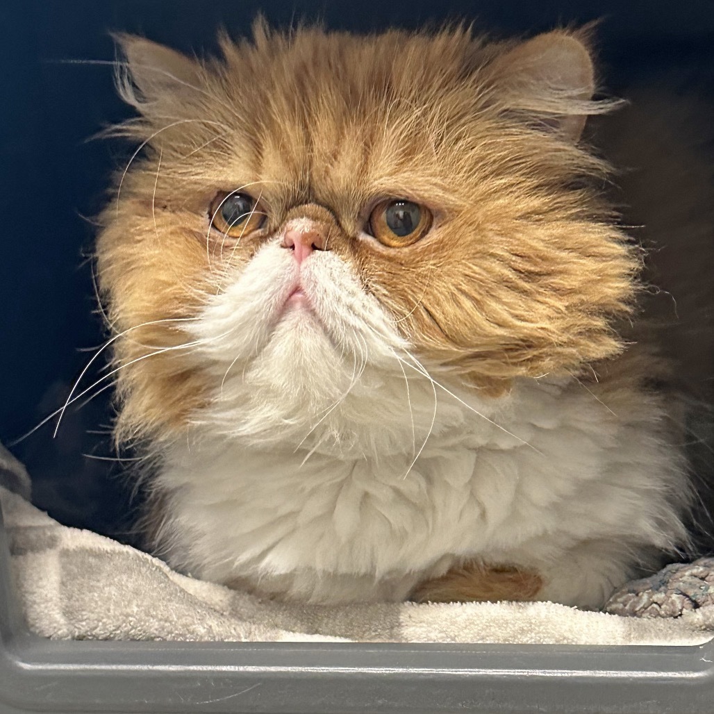 Roy, an adoptable Persian in Hailey, ID, 83333 | Photo Image 5