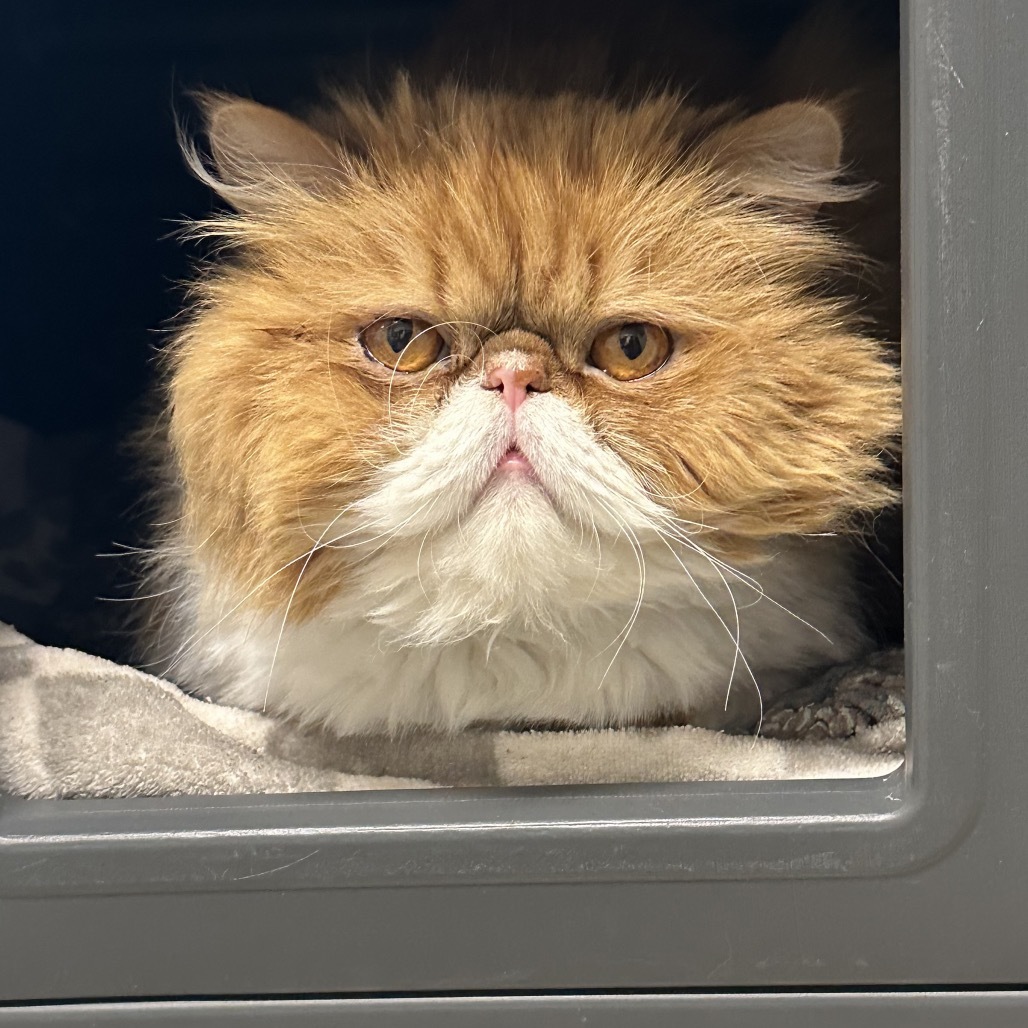 Roy, an adoptable Persian in Hailey, ID, 83333 | Photo Image 6