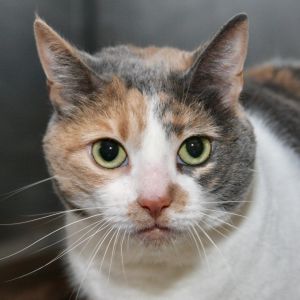 Daphne, Adult Female Domestic Short Hair