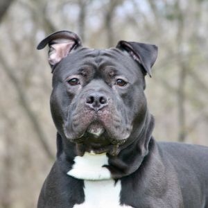 McNugget, Adult Male Mixed Breed