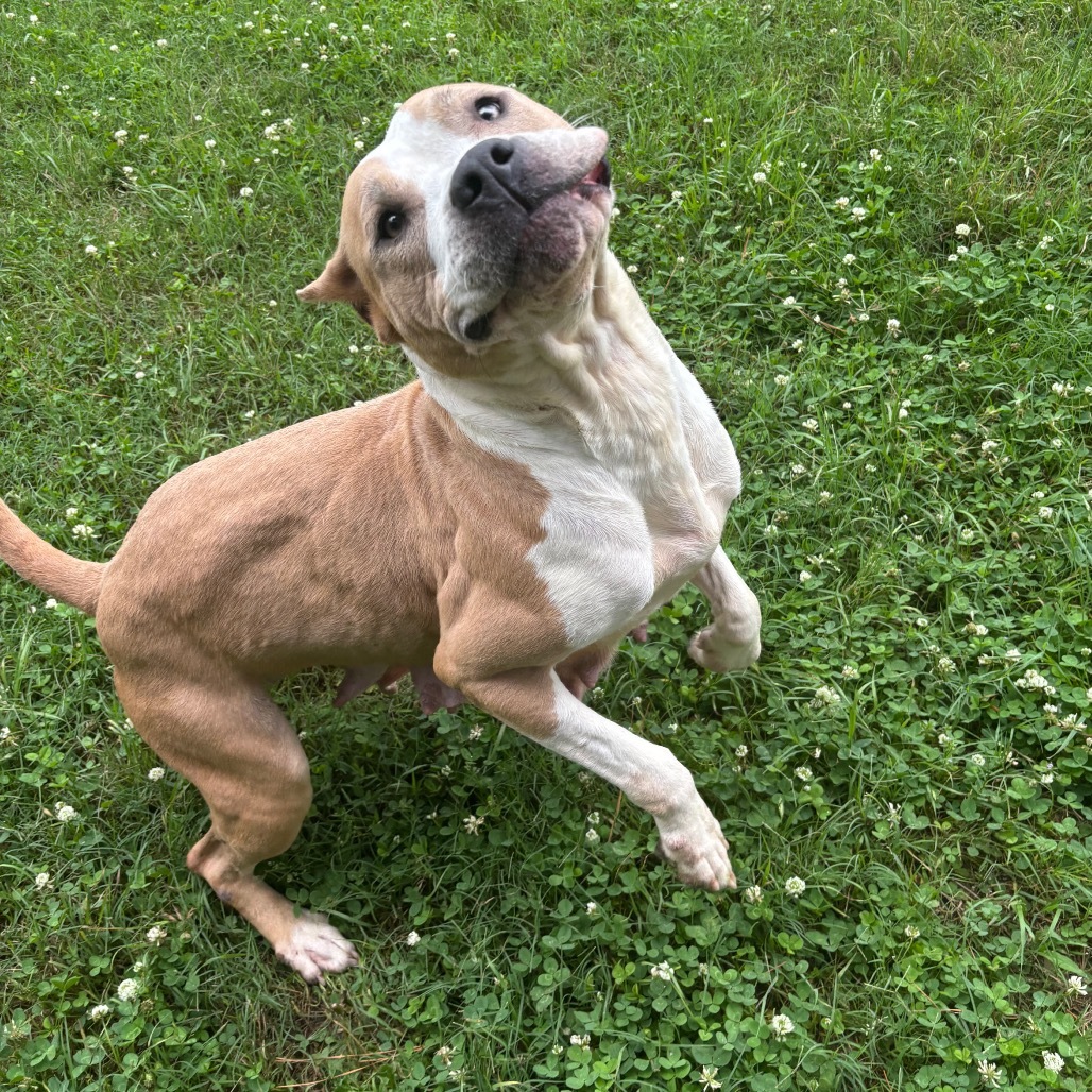 Jewelry Bonnie