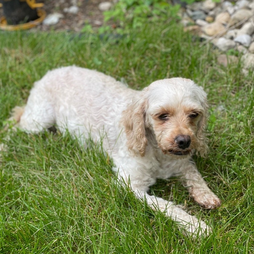 Rosie