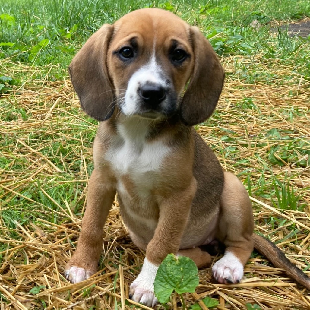 Penny