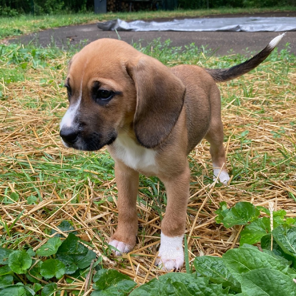 Penny