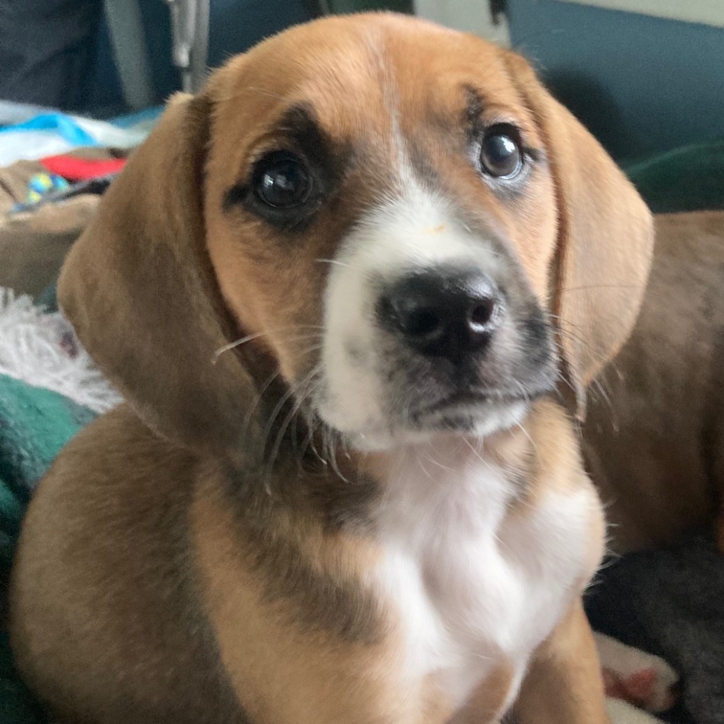 Penny