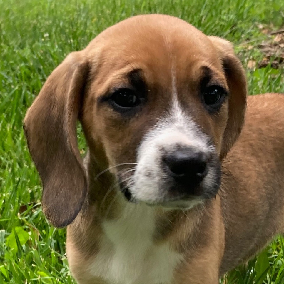 Penny